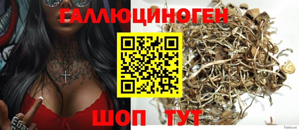 Псилоцибиновые грибы Cubensis Артёмовский